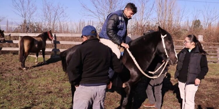 Gobierno intensifica control sanitario en caballos y riego en la región del Biobío.
